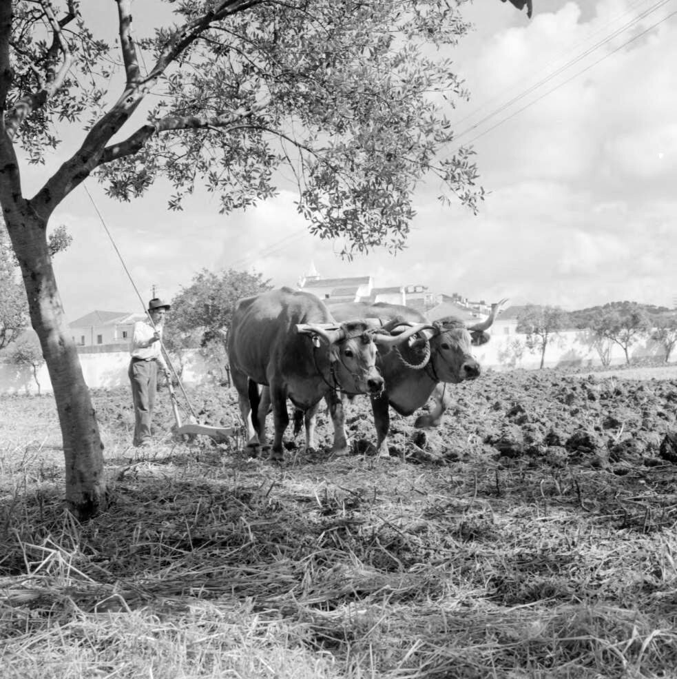 Lavrar a terra na aldeia das Lapas, Torres Novas Eu Gosto De Santarém